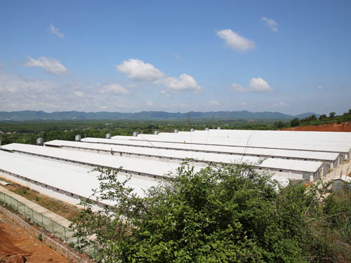 標(biāo)準(zhǔn)化雞場(chǎng) (4)