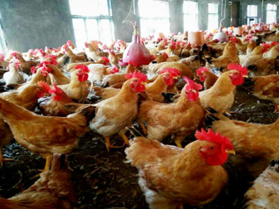 湘佳土三黃二號(hào)（公、母）