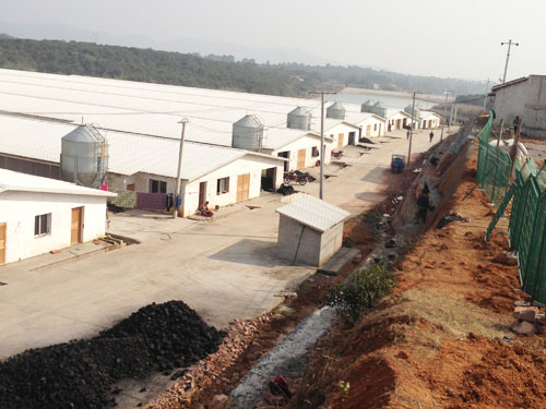 標(biāo)準(zhǔn)化雞場(chǎng) (6)