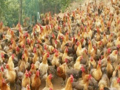 湘佳青腳麻雞一號(hào)（公、母）