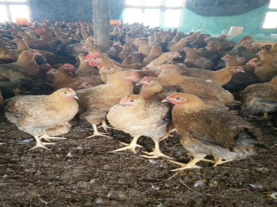 湘佳麻雞一號(hào)（公、母）