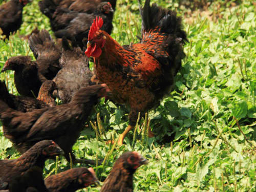 湘佳黑土雞一點(diǎn)五號(hào)（公、母）