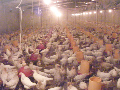 農(nóng)戶雞場(chǎng)(3)