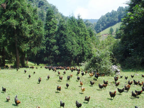 農(nóng)戶雞場(chǎng)(4)