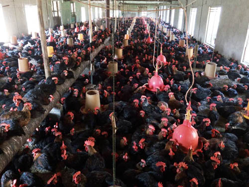 農(nóng)戶雞場(chǎng)(6)