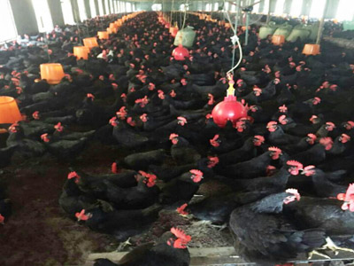 湘佳黑土雞二號(hào)（公、母）