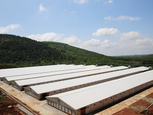 標(biāo)準(zhǔn)化雞場(chǎng) (3)